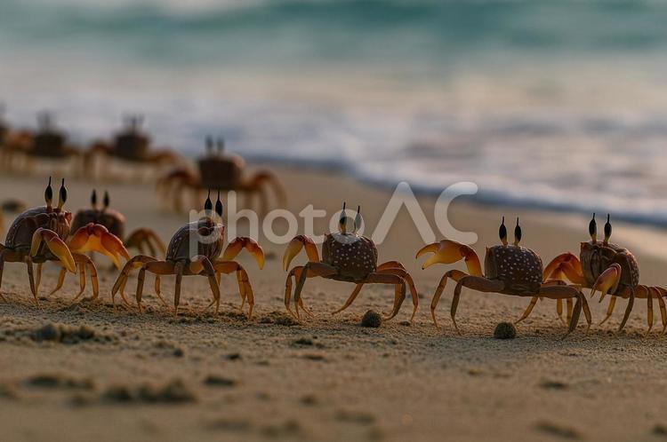 海辺を行進するカニたち カニ,群れ,砂浜の写真素材