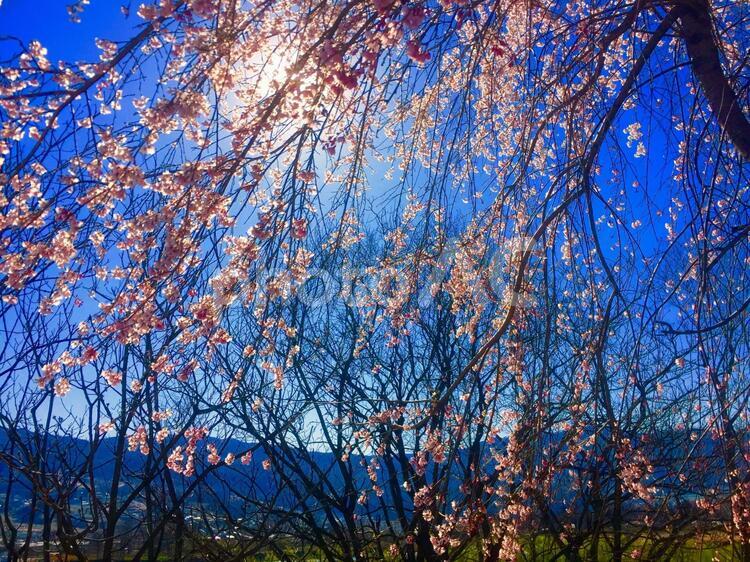しだれ桜 木,ブランチ,季節の写真素材