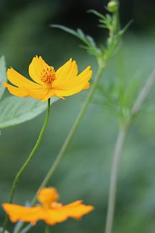 Photo, kivanacosmos, flower, yellow, 