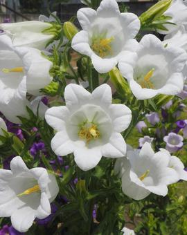 白いカンパニュラの花 白いカンパニュラの花の写真