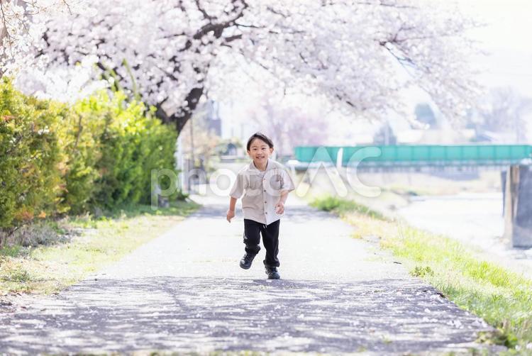 桜の下を走る男の子　 さくら,男の子,走るの写真素材