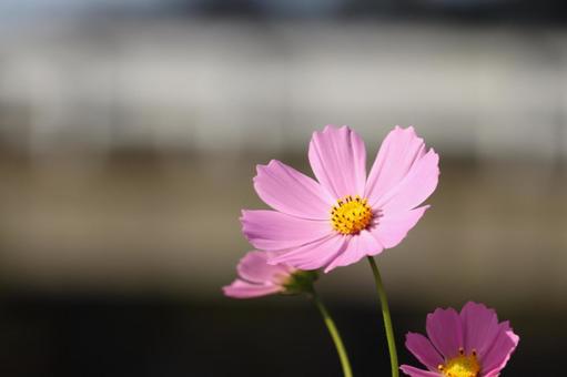 A blurred shot of cosmos with houses and a river in the background, JPG