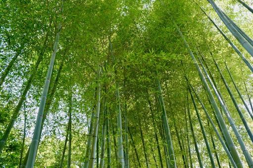 竹林 竹林 竹,竹藪,竹林の写真素材