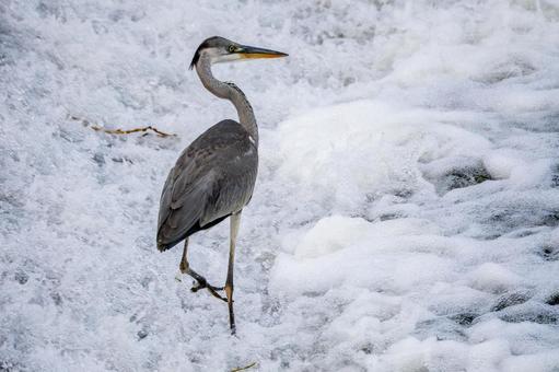 アオサギの狩り⑵の写真