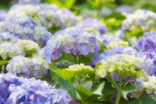 奥までアジサイ 奥までアジサイ アジサイ,6月,イメージの写真素材