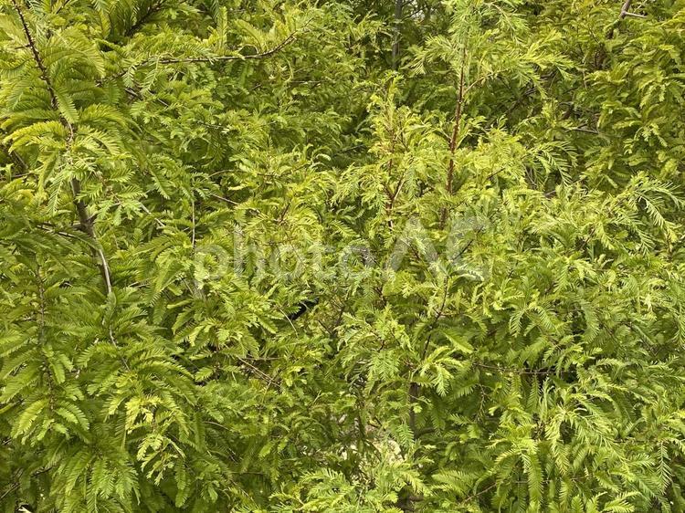 ねむの木 ねむの木,葉っぱ,木の写真素材