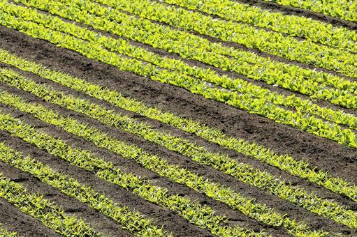 畑 畑,野菜,苗の写真素材