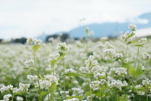 蕎麦畑 蕎麦畑の写真