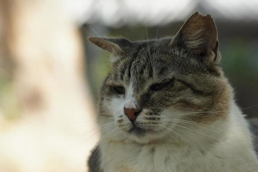 ねこ 箱座り,飼い猫,家猫の写真素材