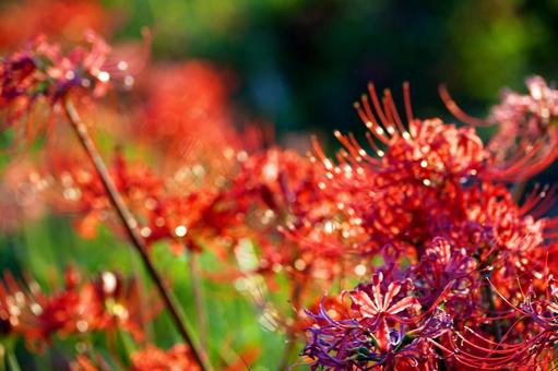 曼珠沙華の燃えるような赤の写真