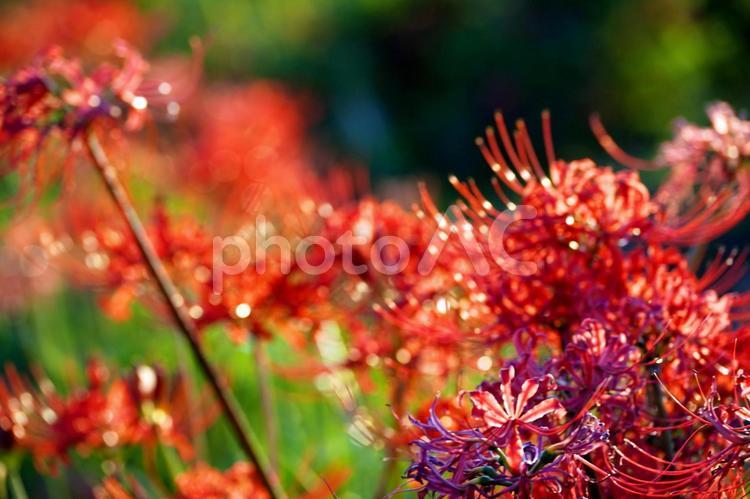 曼珠沙華の燃えるような赤 ヒガンバナ,曼珠沙華,彼岸花の写真素材