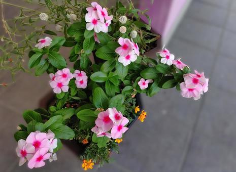 鉢植えの花 鉢植えの花 花,ピンク,鉢植えの写真素材
