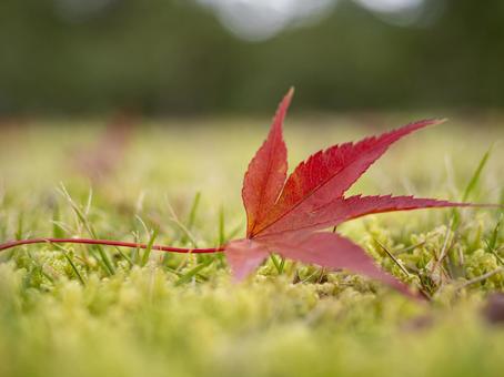 苔の上に舞い落ちた紅葉 苔の上に舞い落ちた紅葉の写真