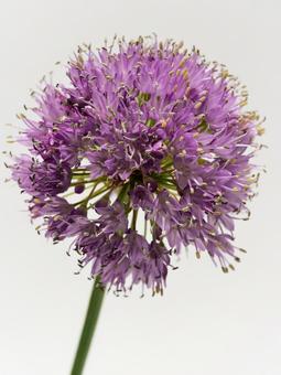 紫色のアリウムの花 紫色のアリウムの花の写真