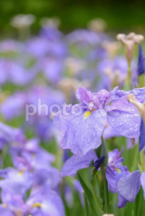 見頃を迎えた青い花菖蒲 花,フラワー,自然の写真素材