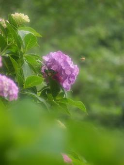 柔らかな光の中のアジサイと蜂 柔らかな光の中のアジサイと蜂の写真