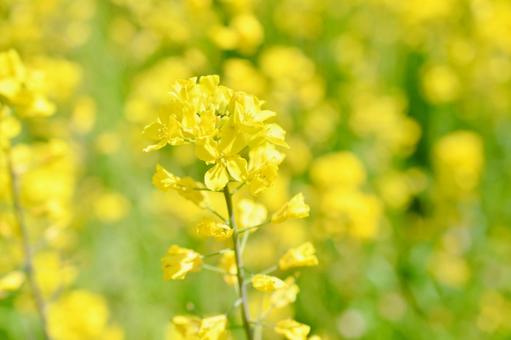 菜の花 菜の花の写真