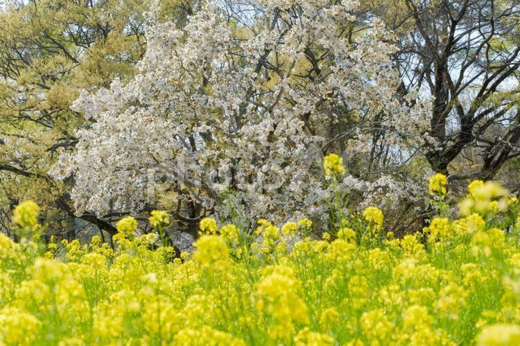 桜と菜の花が彩る春の野 桜,菜の花,春の写真素材