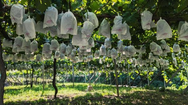 葡萄畑 葡萄,棚,いっぱいの写真素材