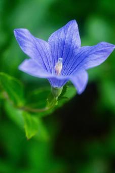 桔梗の花 桔梗の花の写真