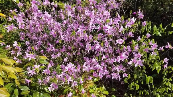 beauty flower beauty flowerの写真