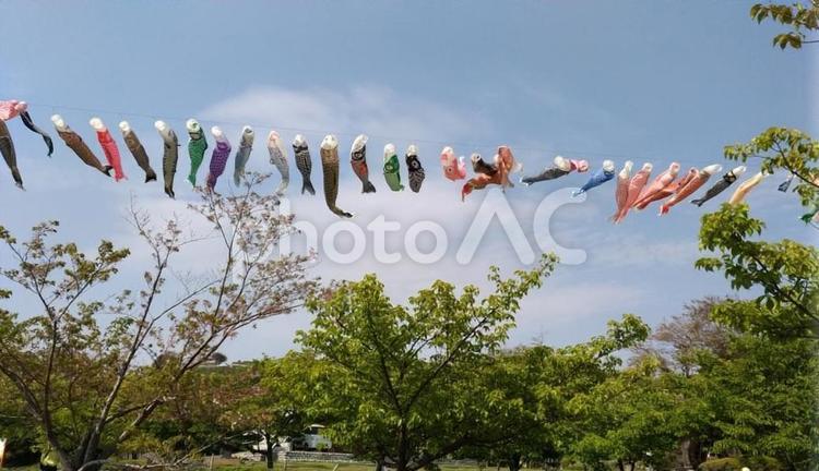 青空と鯉のぼり 鯉のぼり,青空,五月の写真素材