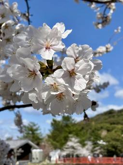 ソメイヨシノ 春,桜,サクラの写真素材