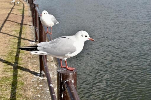 ゆりかもめ ゆりかもめ,ユリカモメ,鳥の写真素材