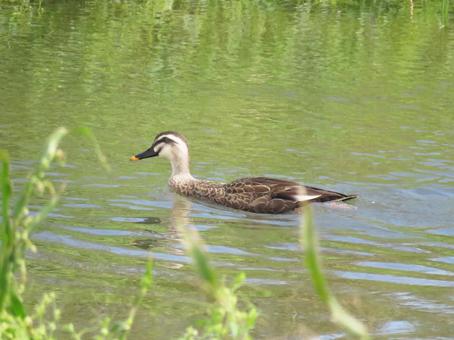 池で泳ぐカルガモ 池で泳ぐカルガモ カルガモ,野鳥,動物の写真素材