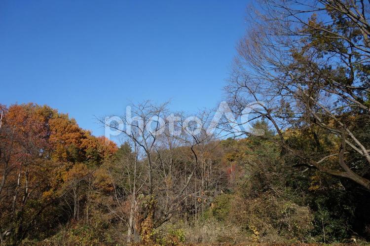 １２月の紅葉した樹木 紅葉,東京,冬の写真素材