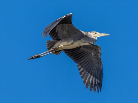 空を飛ぶアオサギ サギ,アオサギ,野鳥の写真素材