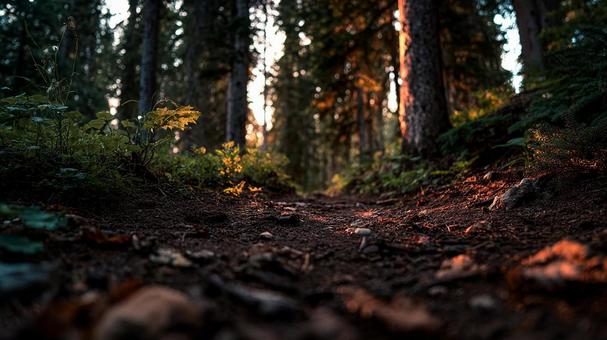 自然に包まれる癒やしの道 自然に包まれる癒やしの道の写真