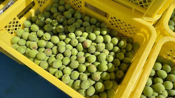 新鮮な梅の実を収穫 産地の農家 新鮮な梅の実を収穫 産地の農家 青梅,梅の実,収穫の写真素材