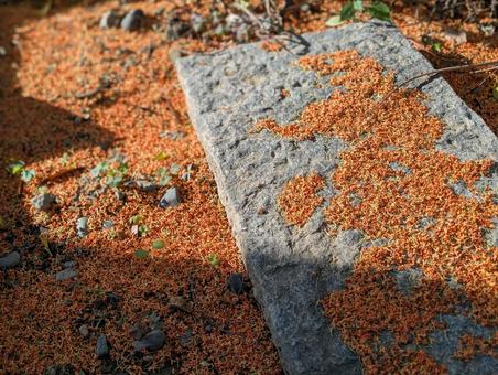 金木犀の花の跡 金木犀,花,秋の写真素材