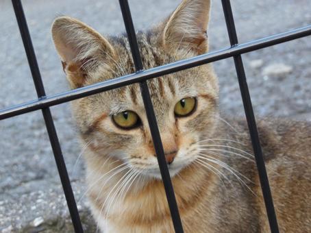 見つめる猫ちゃん 見つめる猫ちゃんの写真