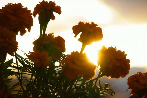黄色い花と夕日 黄色い花と夕日の写真