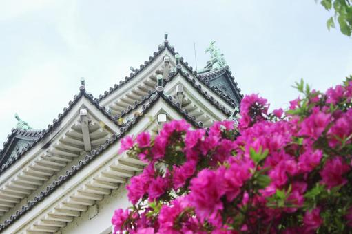 ツツジ ツツジの写真