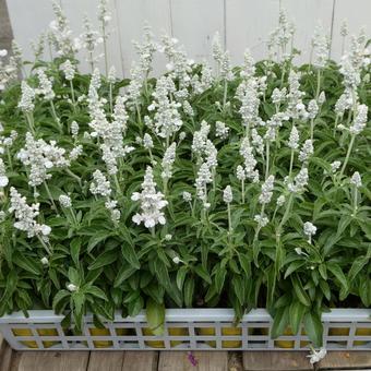 White-flowered Blue Salvia Evolution, JPG