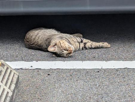 駐車場で寝入るネコ ネコ,野良猫,寝そべるの写真素材