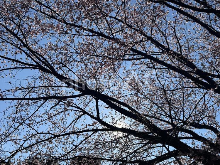 安行桜 桜,さくら,安行桜の写真素材