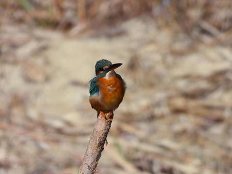 池に立てた棒にとまるカワセミ カワセミ,鳥,鳥類の写真素材