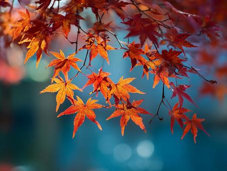 鮮やかな紅葉のクローズアップ 鮮やかな紅葉のクローズアップの写真