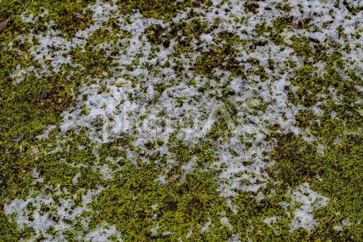 気多大社周辺の景色 気多大社,雪,地面の写真素材