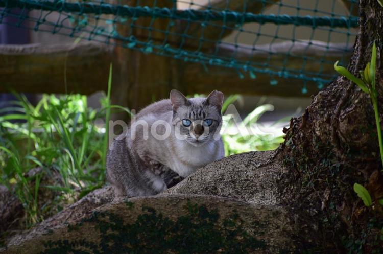 青い目　猫 日陰,猫,青い目の写真素材