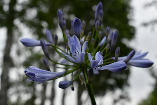 アガパンサス　の写真