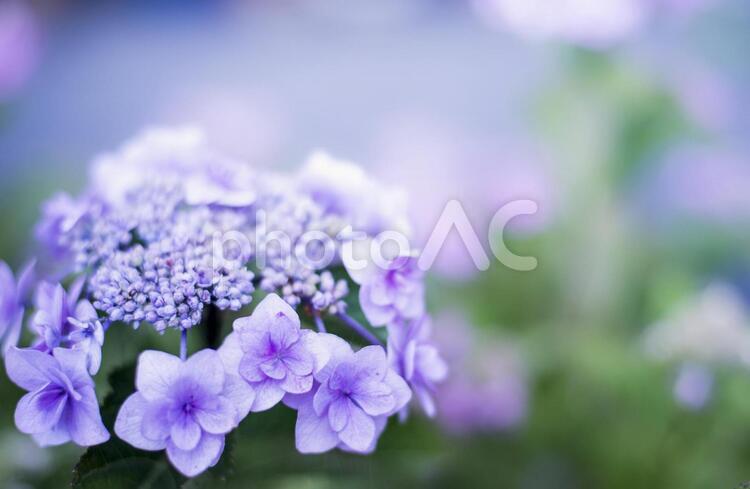 ガクアジサイ01 紫陽花,あじさい,額の写真素材