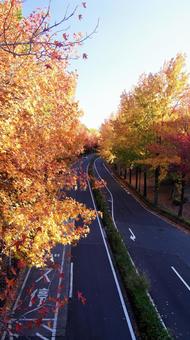 紅葉-1286 紅葉,アメリカ楓,もみじ葉楓の写真素材
