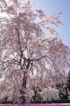 お花見 お花見の写真