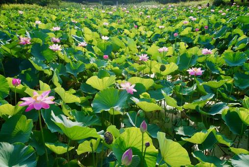 ハスの花の写真