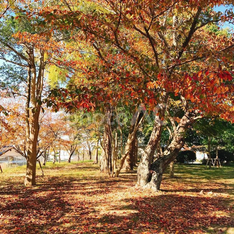 秋の風景と紅葉 秋,葉,木の写真素材